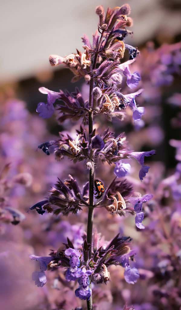 a Catmint (Nepeta) flower stalk in bloom, with a ladybug delicately climbing along the stem.