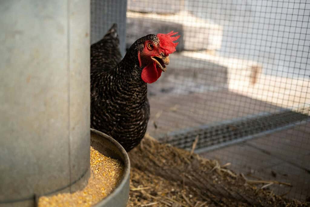 a chicken inside a chicken run with a feeder beside