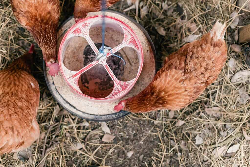 overhead photograph of four brown hens eating from a circular red and white plastic poultry feeder filled with grain