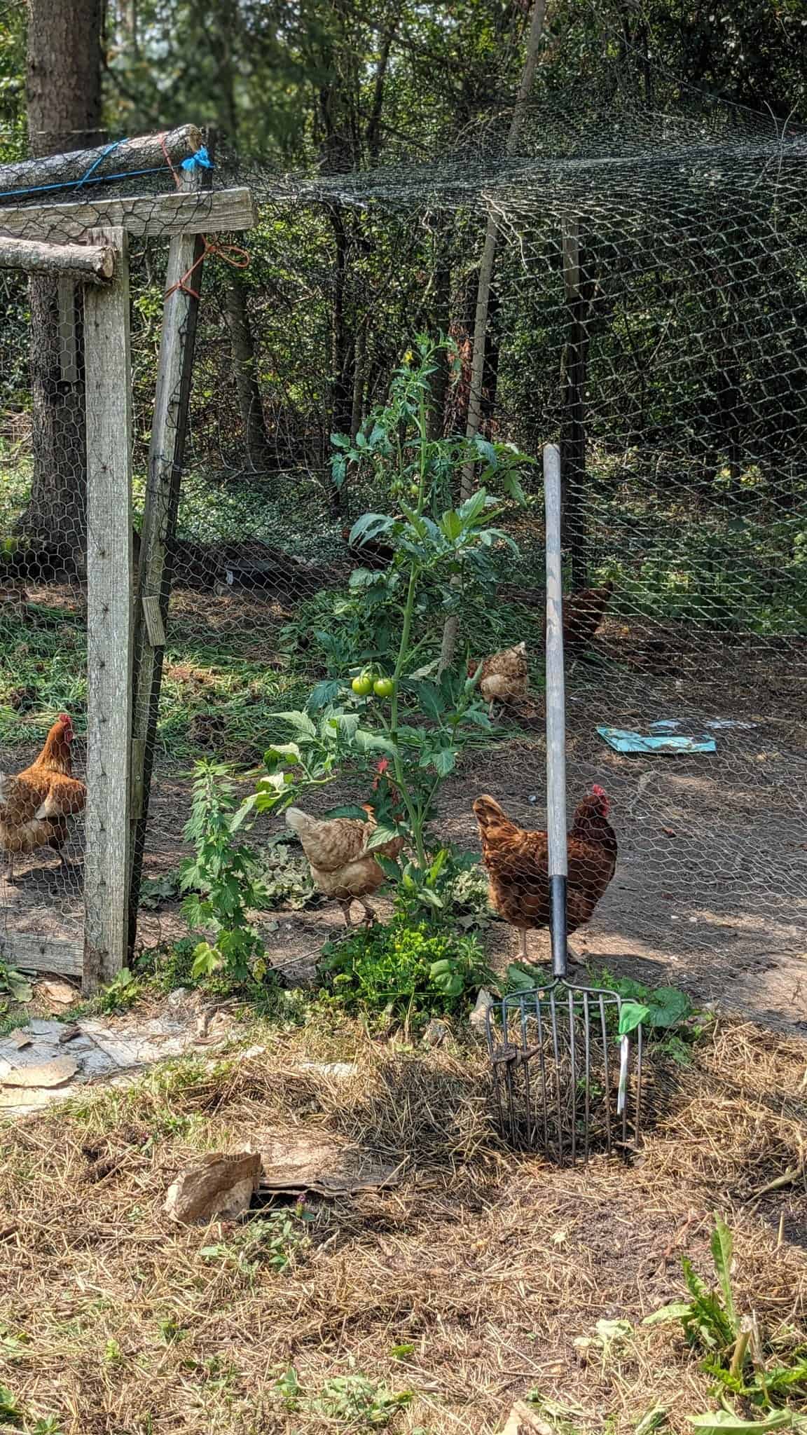 chickens foraging inside a chicken run