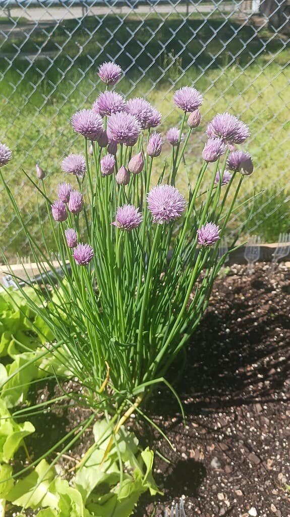 a thriving chive plant in full bloom, growing in a raised garden bed