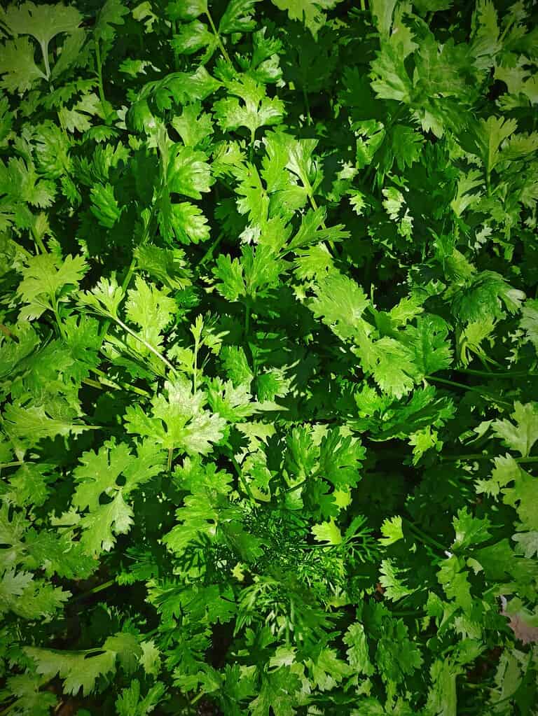 a dense patch of fresh cilantro (coriander) growing in a garden bed