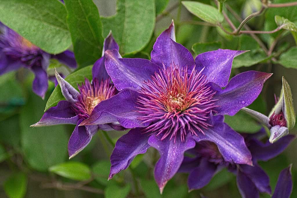 botanical photograph of vibrant purple clematis flowers in full bloom.