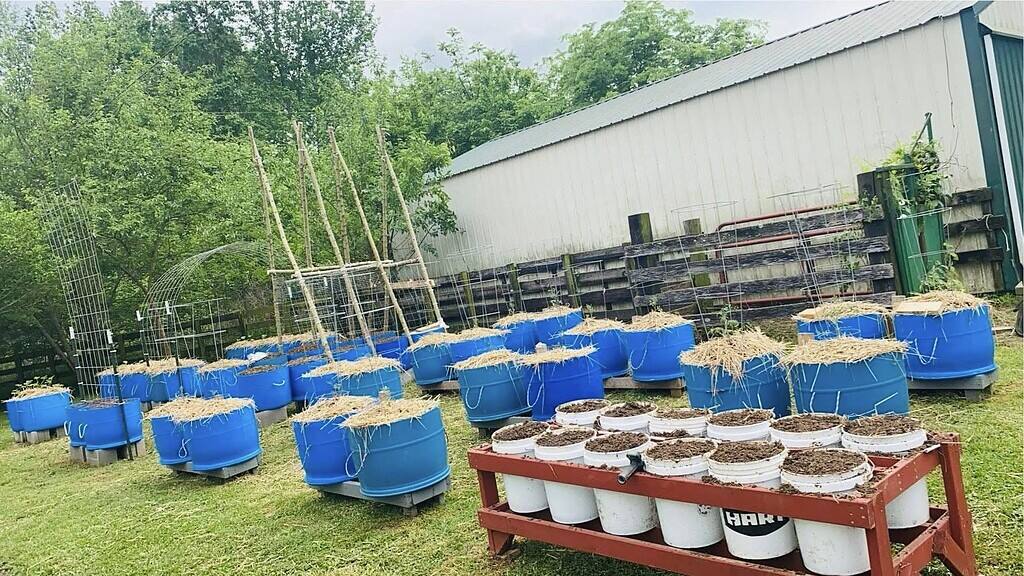 a backyard container garden setup using repurposed blue plastic barrels and white 5-gallon buckets for growing vegetables