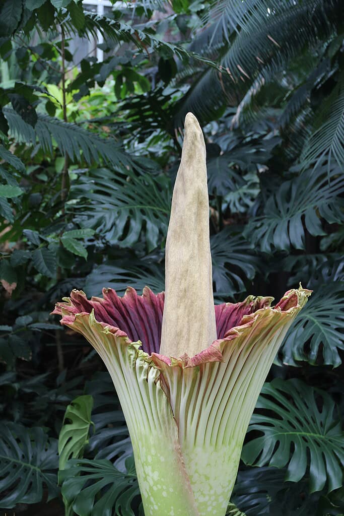 a blooming Titan Arum (Amorphophallus titanum), also known as the corpse flower