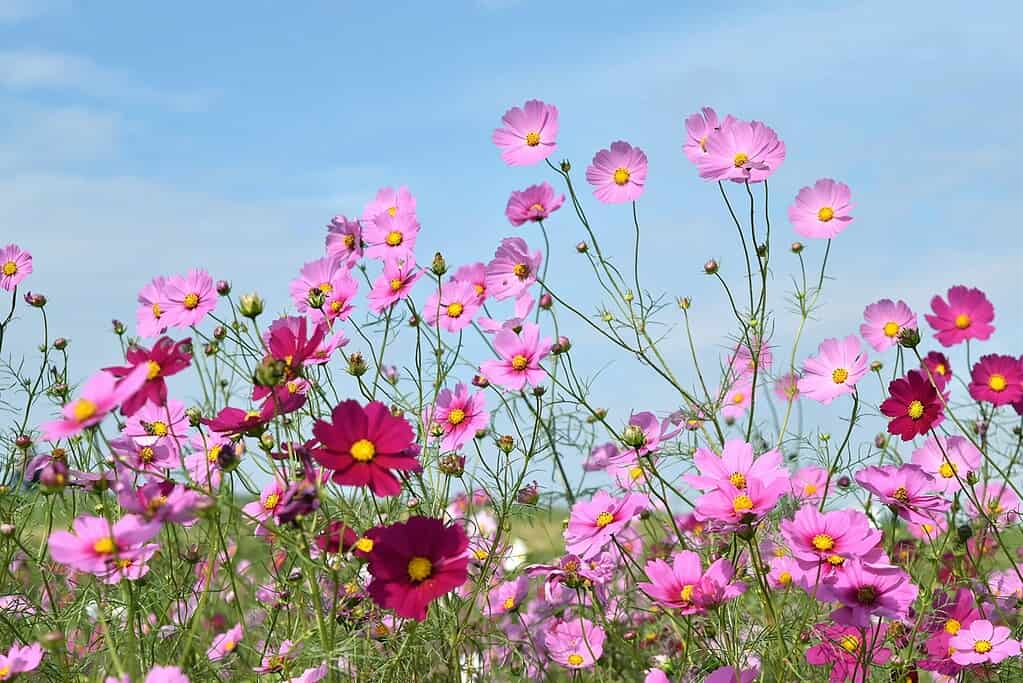 a vibrant Cosmos bipinnatus flower field in full bloom under a clear blue sky