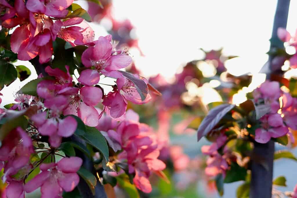crabapple tree blossoms evening backlight