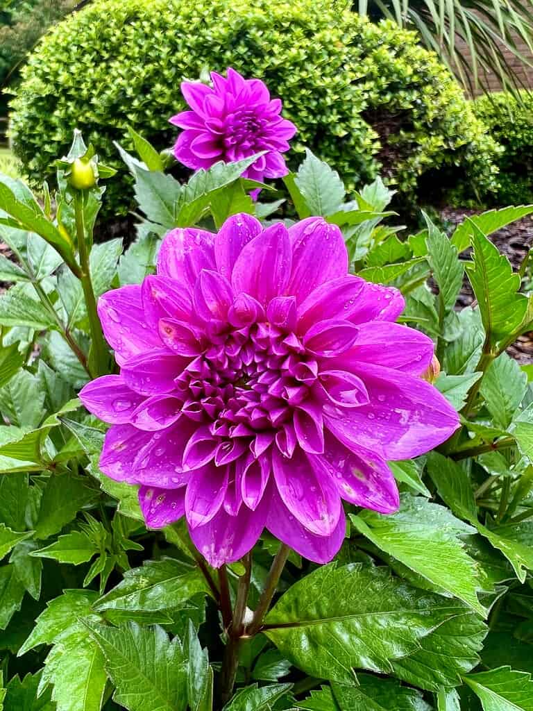 a fully bloomed magenta dahlia flower after a fresh rain in a vibrant garden setting