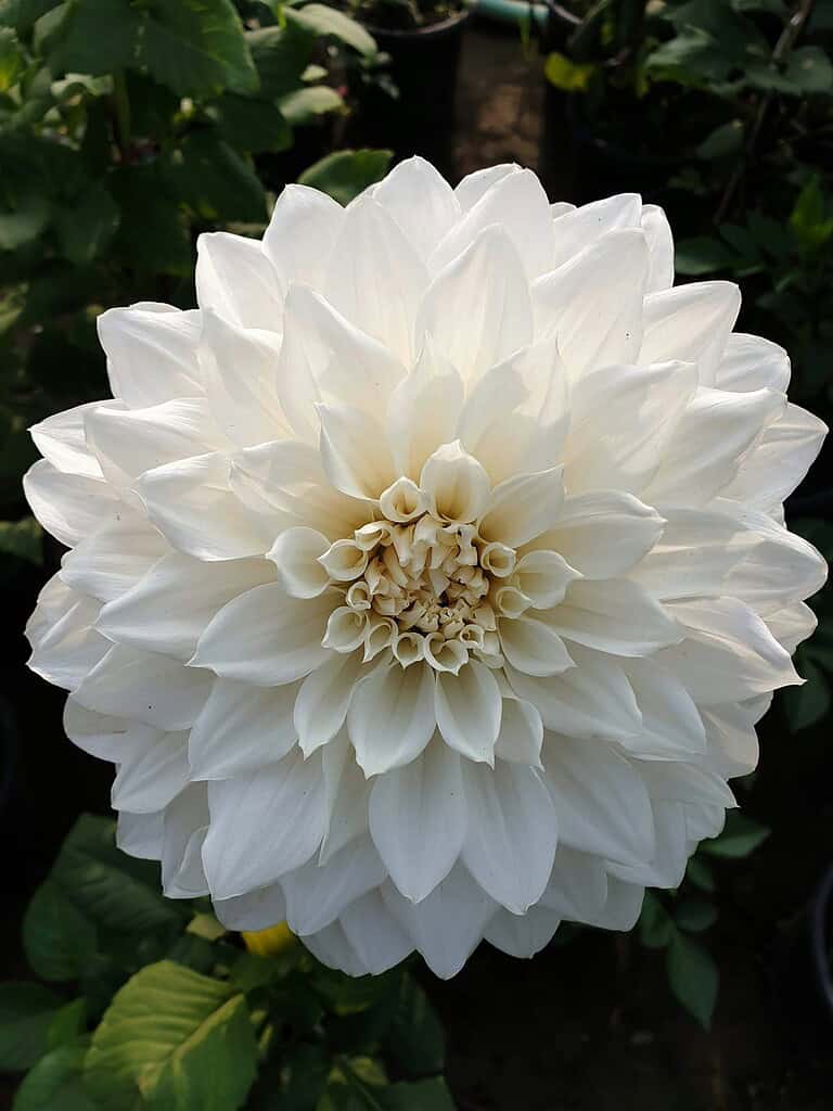 a fully bloomed white dahlia flower, captured in natural garden lighting.