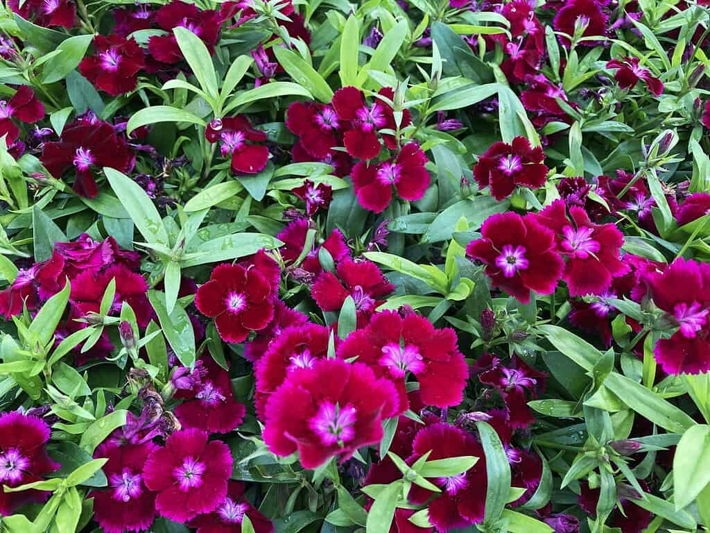 botanical photograph of a dense cluster of blooming Dianthus flowers (commonly known as Sweet William).