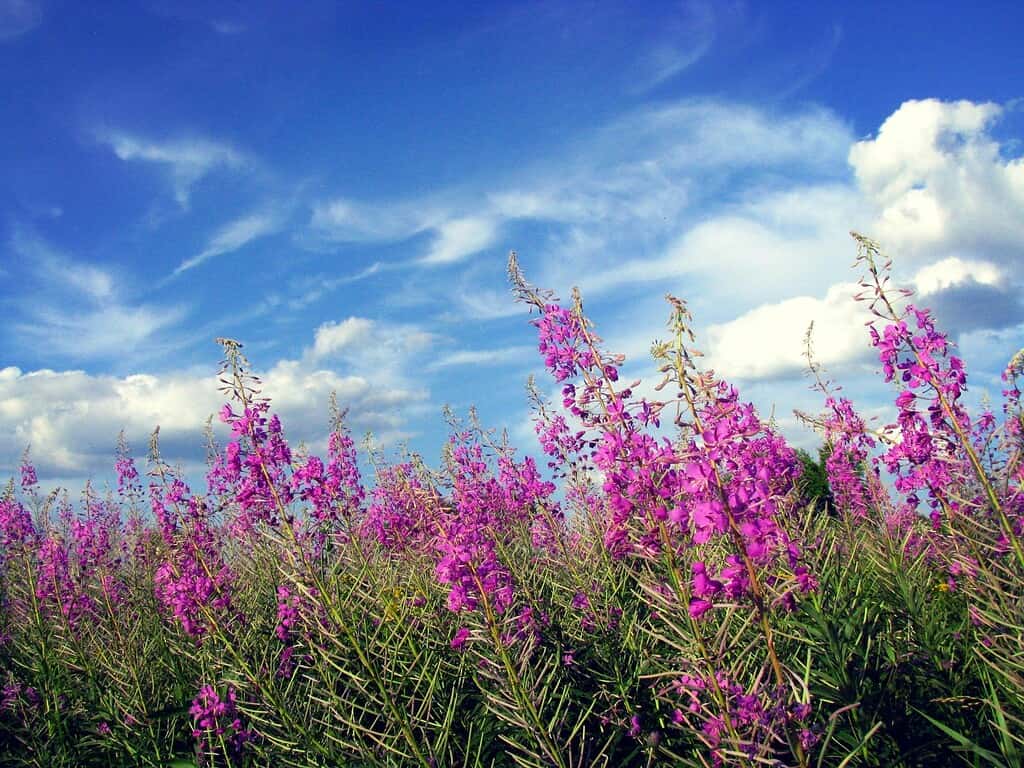 a vibrant wildflower meadow filled with blooming fireweed (Chamaenerion angustifolium), stretching across the foreground under a bright, partly cloudy sky