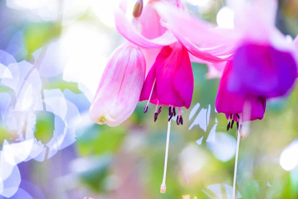 macro photograph of fuchsia flowers in full bloom