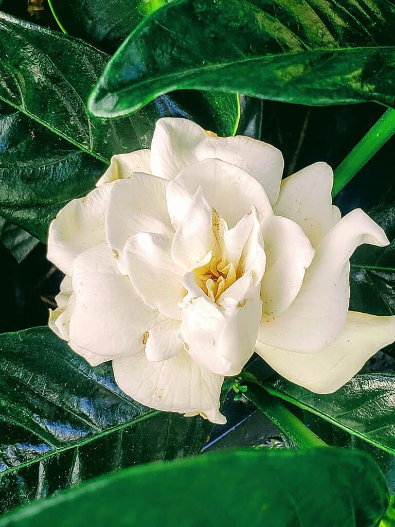 a blooming white gardenia flower nestled among rich, glossy green leaves