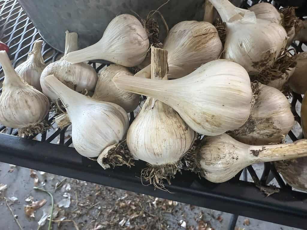 freshly harvested garlic bulbs laid out on a black metal drying rack