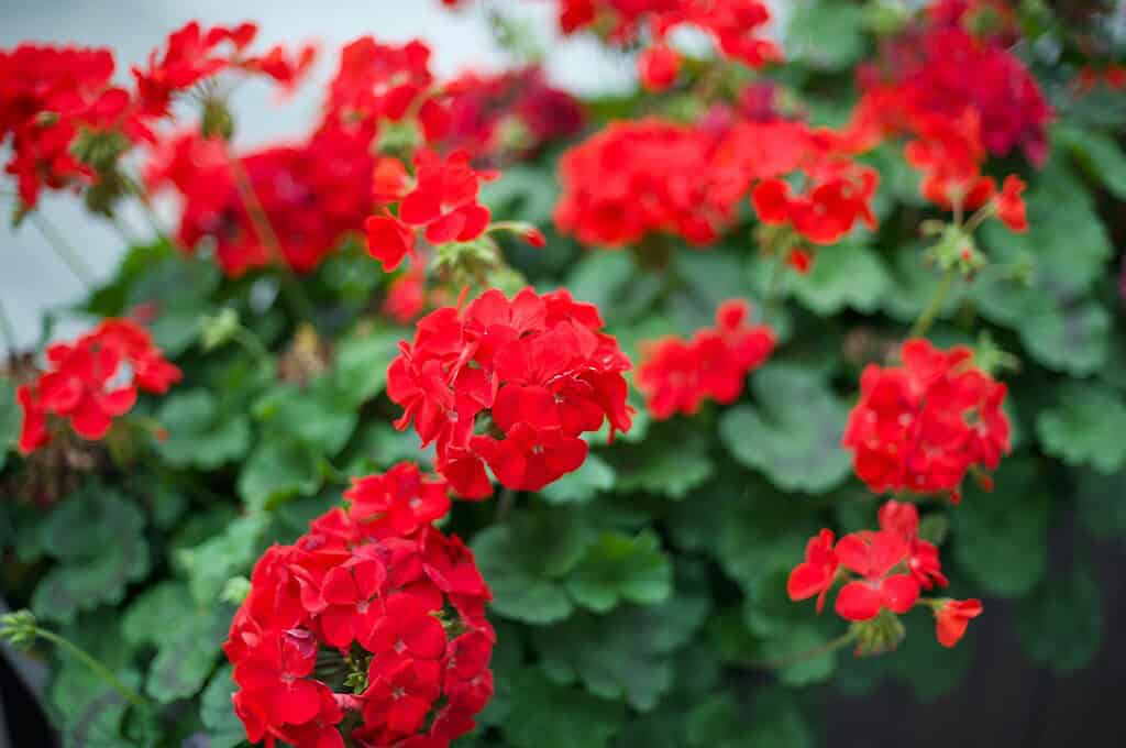 vibrant red geraniums (Pelargonium spp.) blooming in dense clusters.