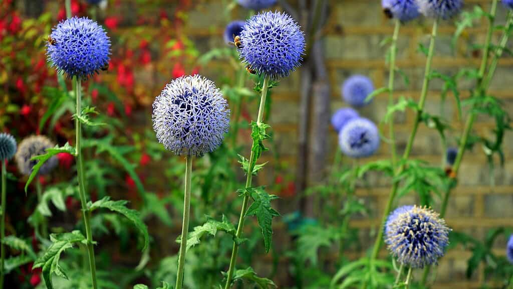 Selective Focus Photography of Blue Globe Thistle Flowers in Bloom