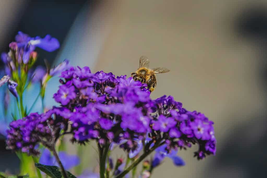 a honeybee pollinating a cluster of vibrant heliotrope flowers in full bloom