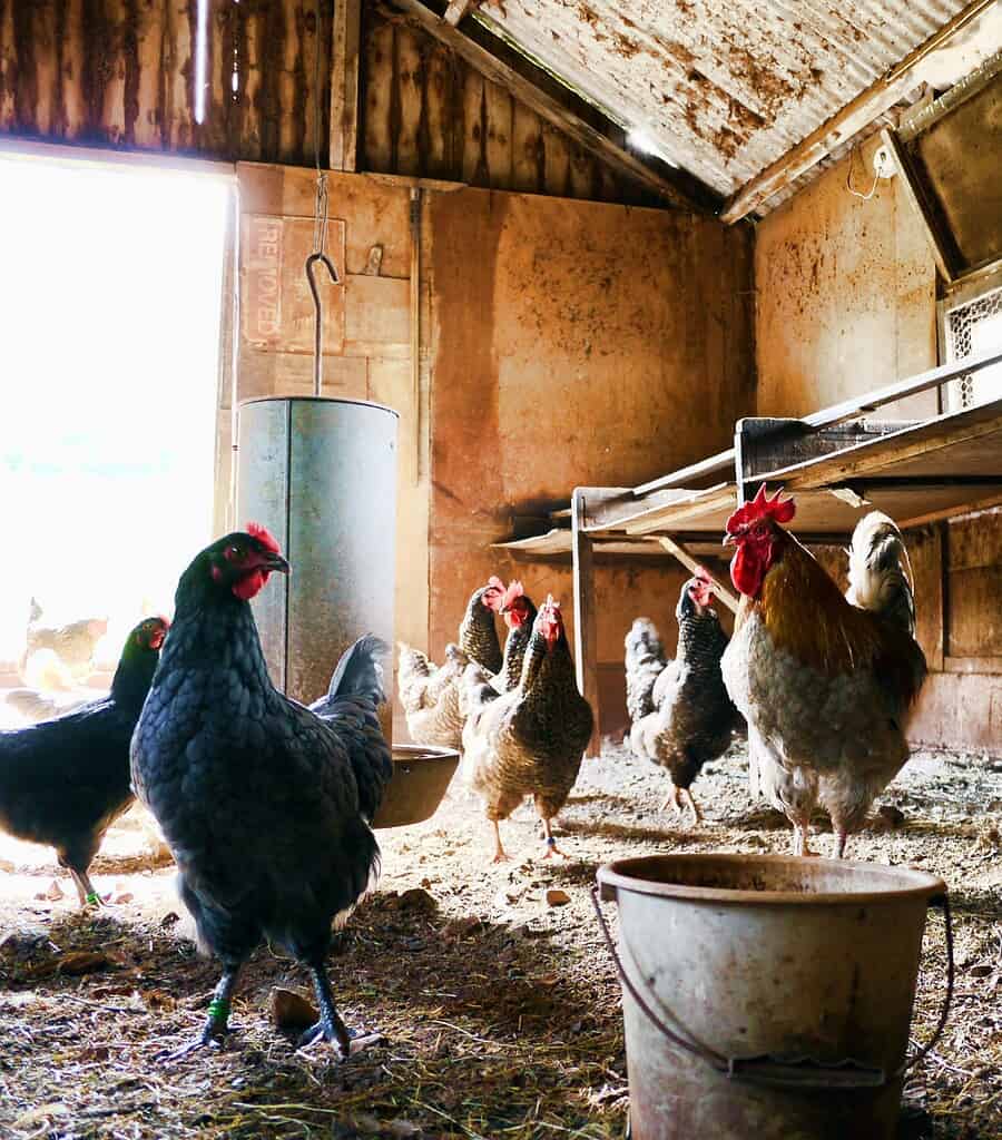 herd of hens inside a coop