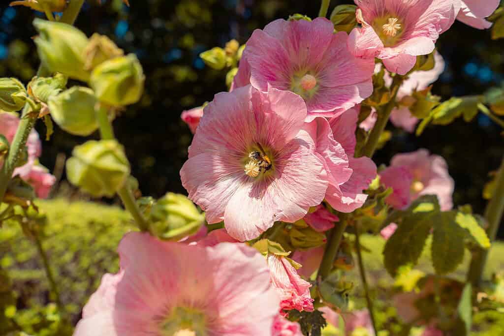 blooming pink hollyhock flowers (Alcea rosea) in a sunlit summer garden
