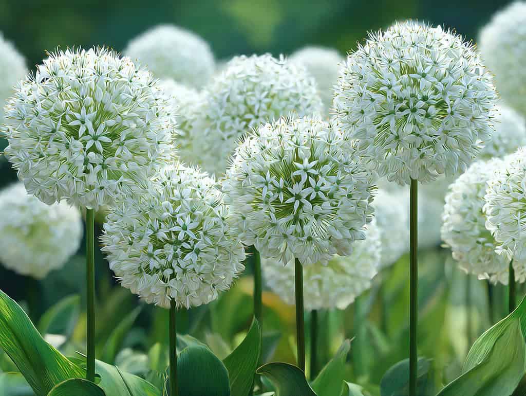 blooming white allium flowers in a garden setting