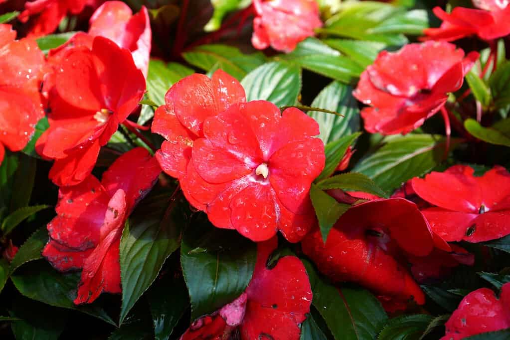 vibrant red New Guinea impatiens (Impatiens hawkeri) in full bloom, glistening with fresh water droplets