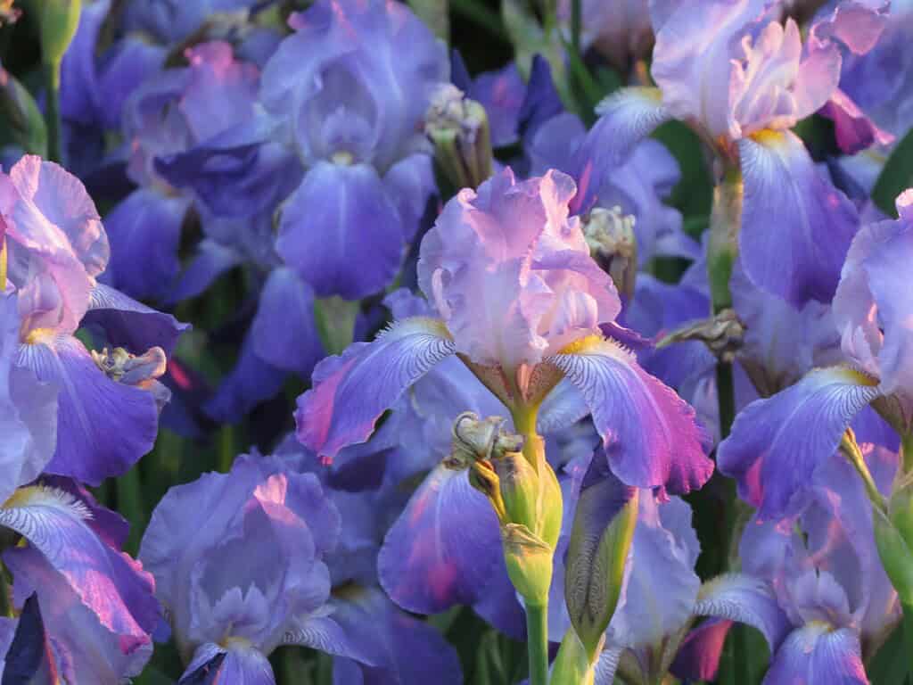 a blooming field of bearded irises during golden hour or sunset