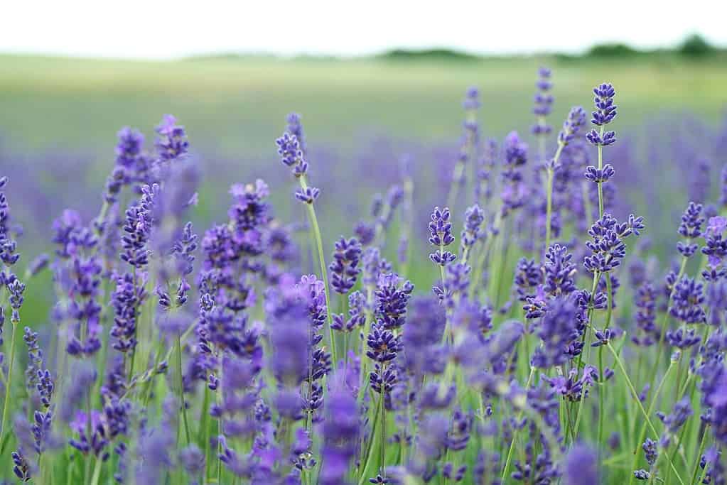 a blooming lavender field under soft daylight