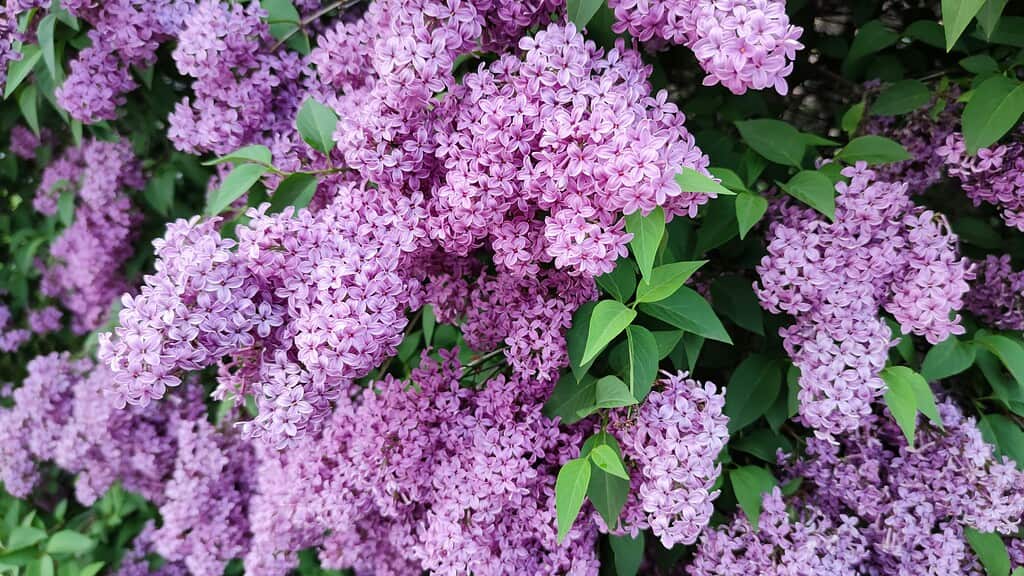 lush, blooming lilac flowers (Syringa vulgaris) in peak springtime