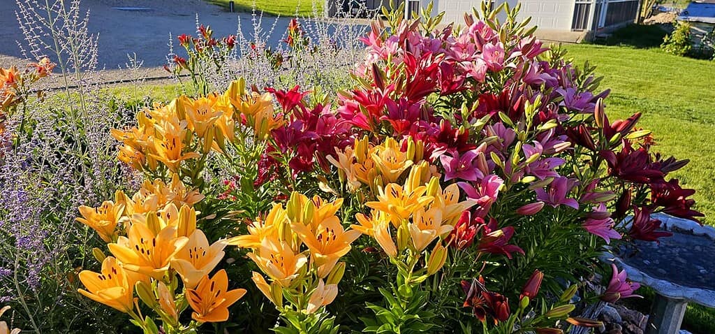 a dense, lively cluster of Asiatic lilies in a variety of vivid hues — bright golden yellows, deep crimson reds, soft pastel pinks, and rich maroons