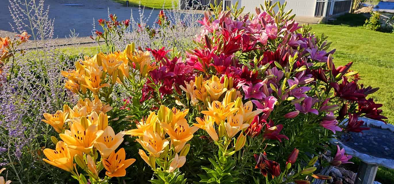 a dense, lively cluster of Asiatic lilies in a variety of vivid hues — bright golden yellows, deep crimson reds, soft pastel pinks, and rich maroons