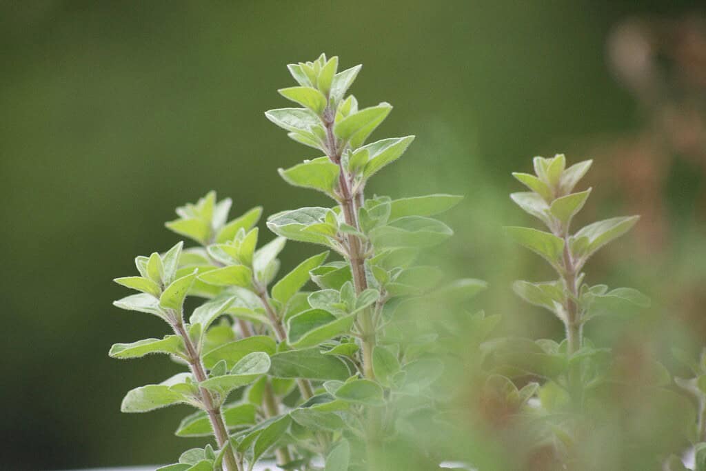 a fresh oregano plant growing in a garden