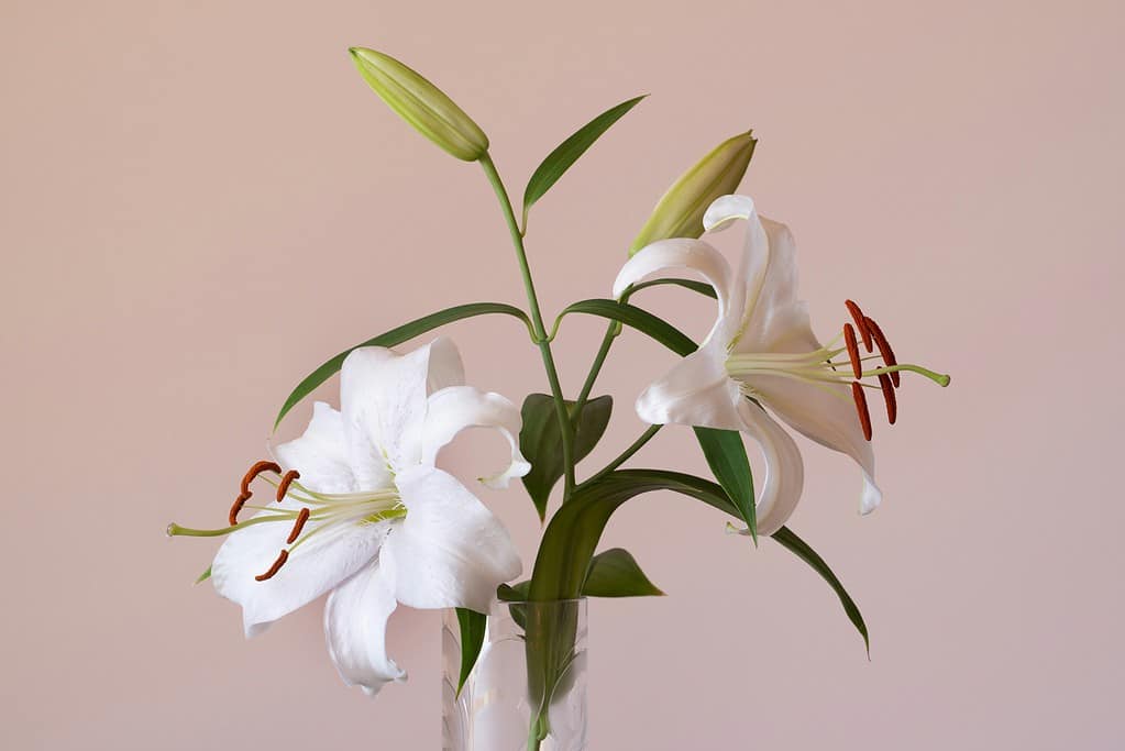 studio-style photograph of two blooming white lilies in a glass vase against a soft, pastel pink background