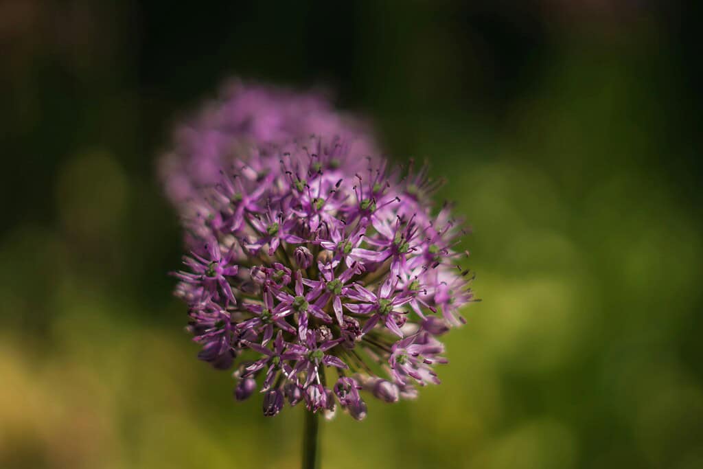 a fully bloomed ornamental Allium flower head