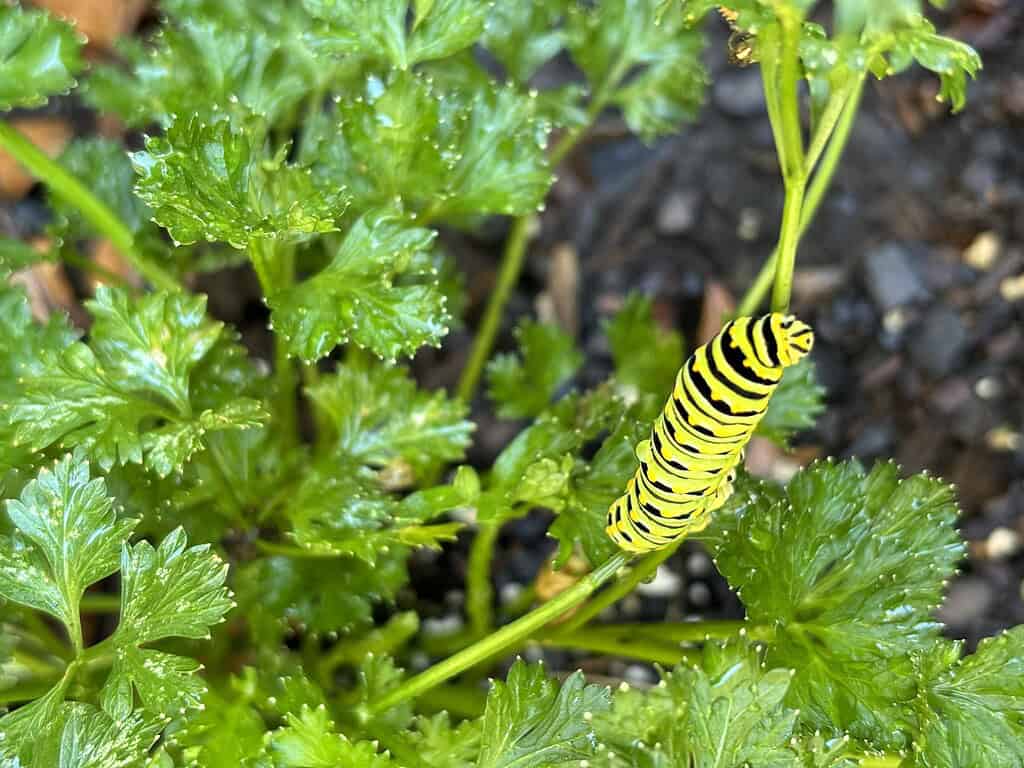 a brightly colored caterpillar resting on a fresh parsley plant