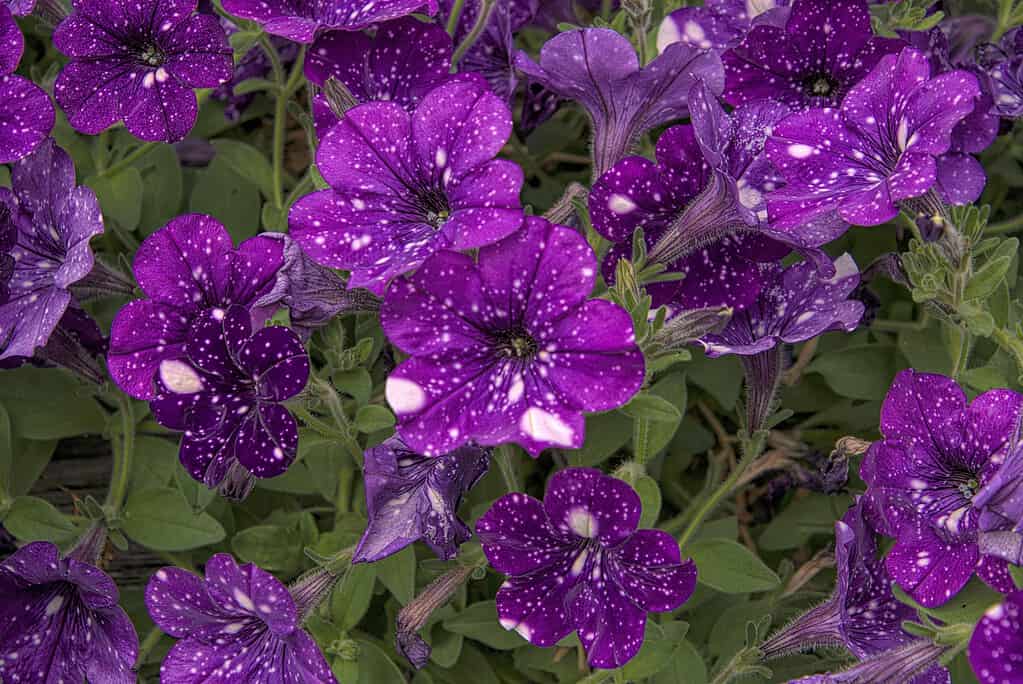 a cluster of blooming Night Sky Petunias (Petunia cultivars) with their distinct, deep violet petals speckled with white, galaxy-like patterns