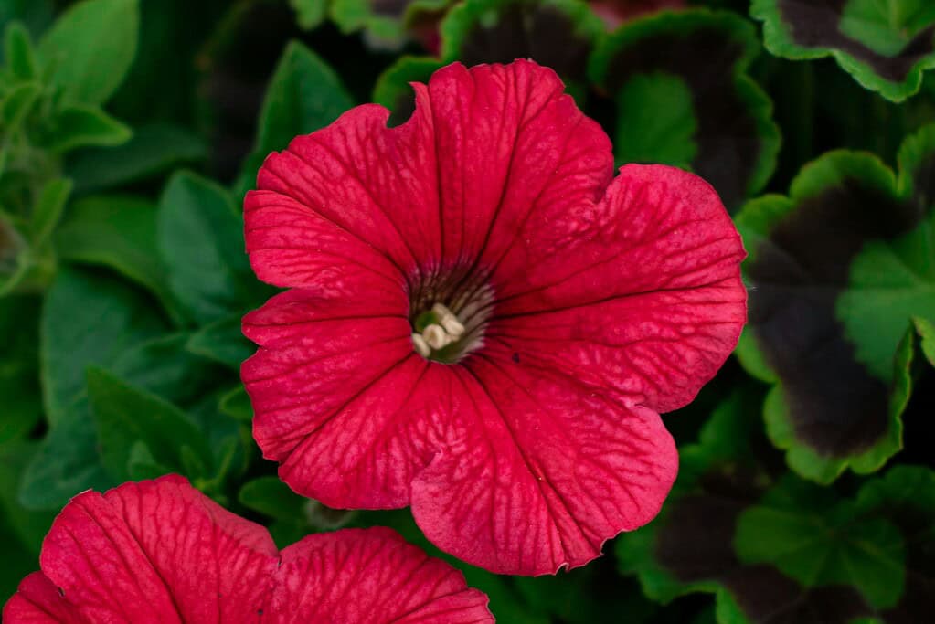 close up photo of red petunia