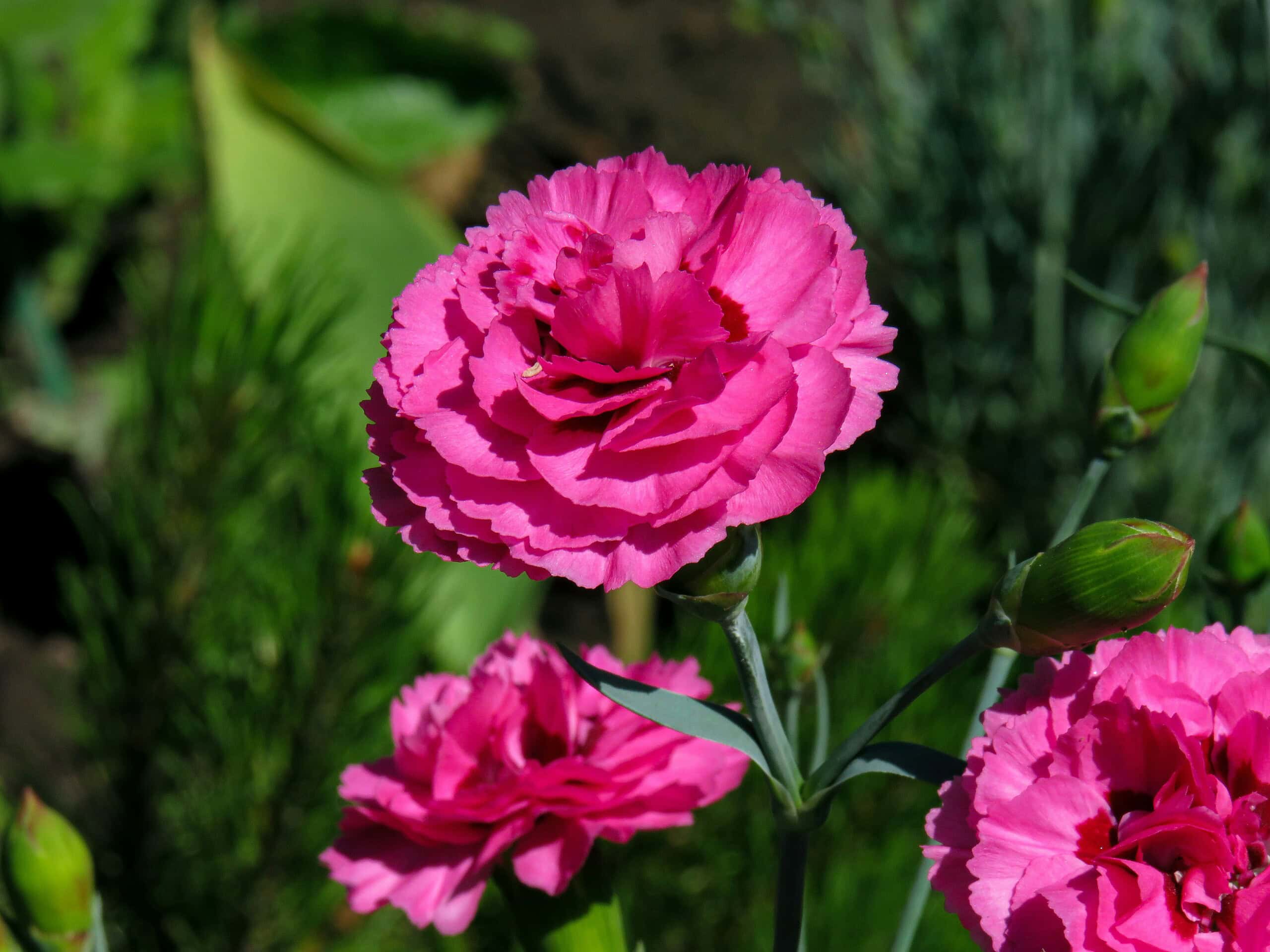 A wonderful pink carnation flower