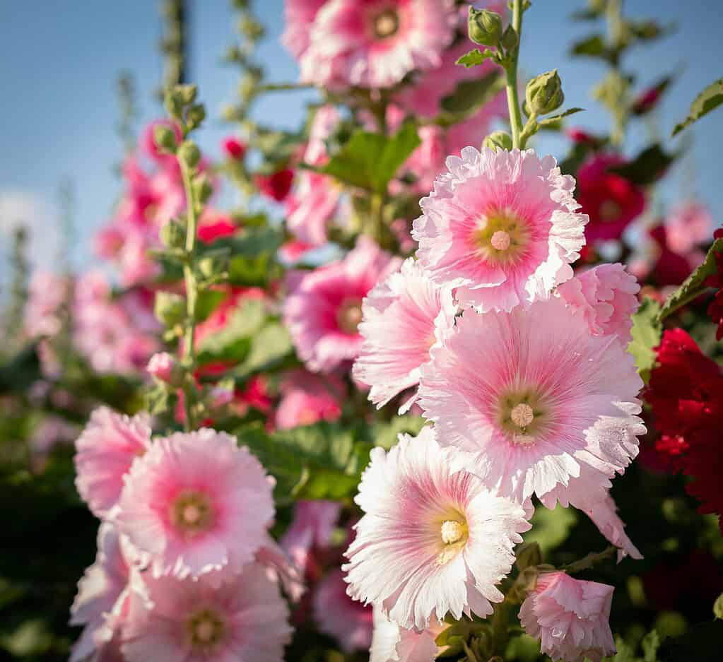 blooming pink hollyhock flowers (Alcea rosea) in a vibrant garden setting