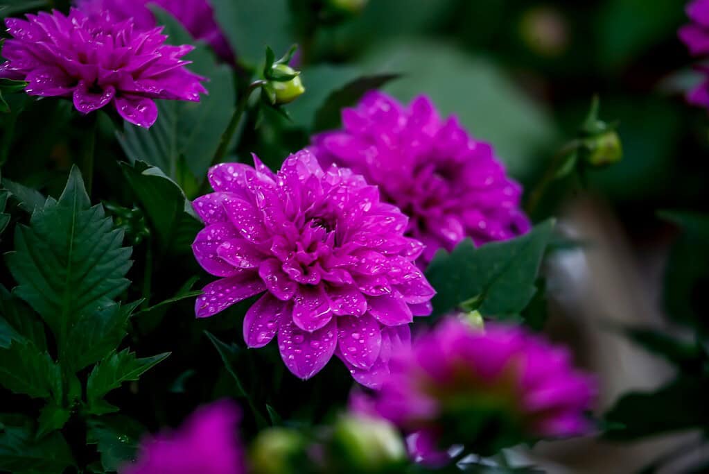 botanical photograph of vibrant magenta dahlia flowers in full bloom