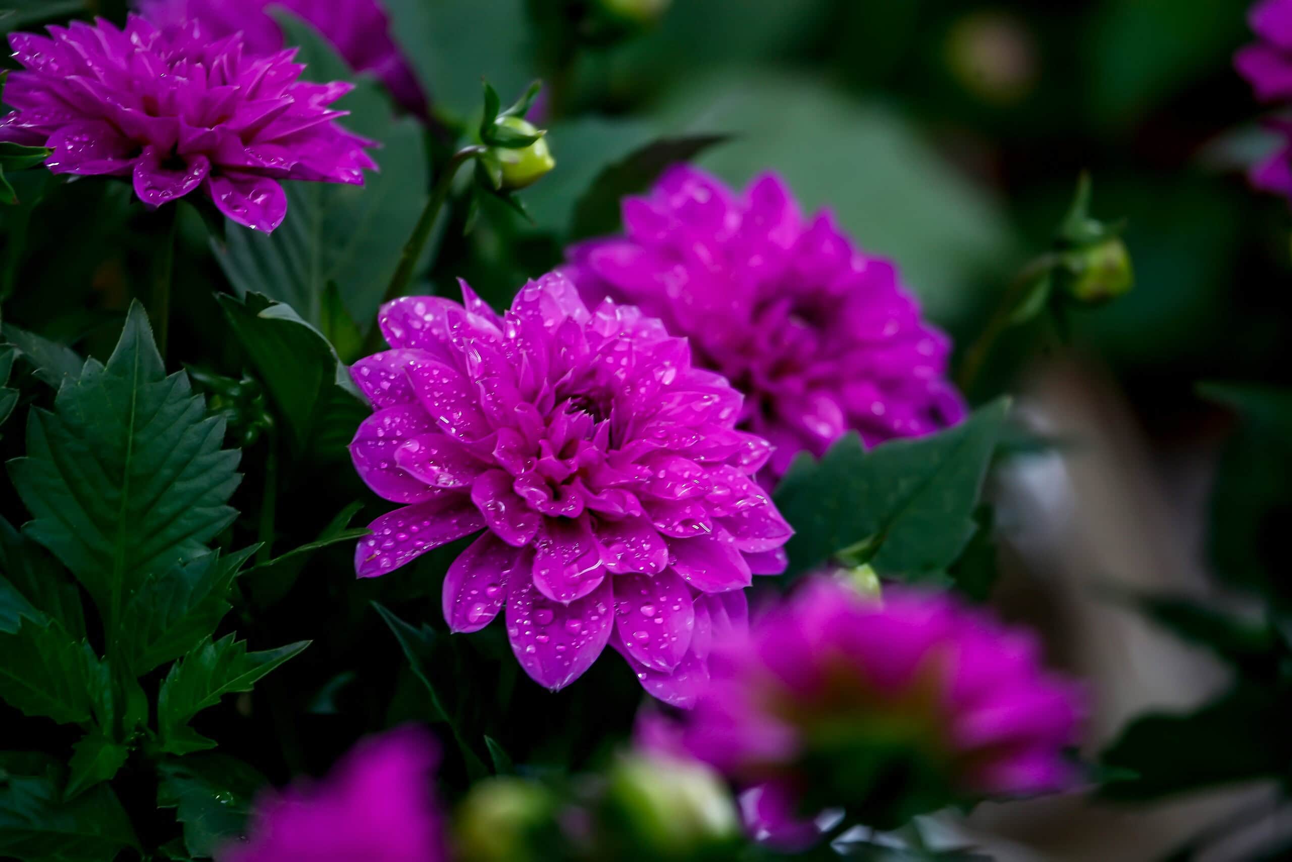 botanical photograph of vibrant magenta dahlia flowers in full bloom
