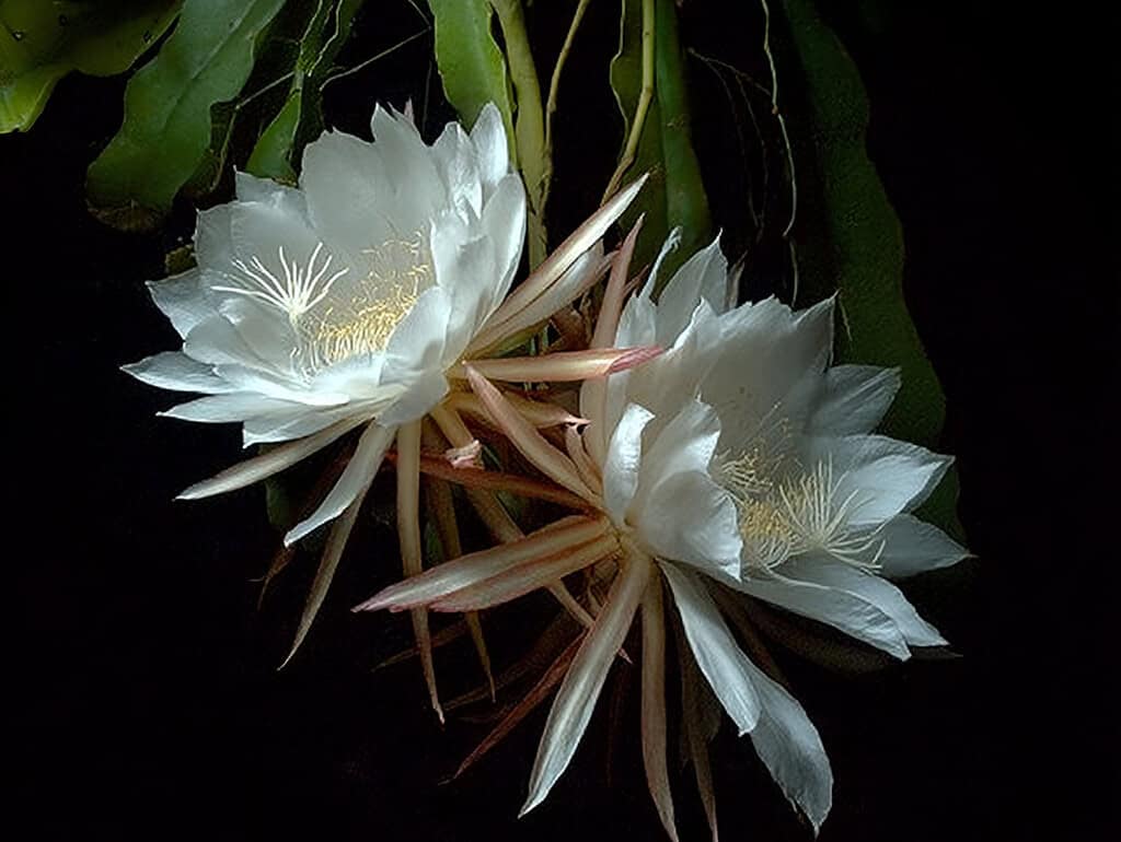 botanical photograph of blooming Queen of the Night flowers (Epiphyllum oxypetalum) at night.