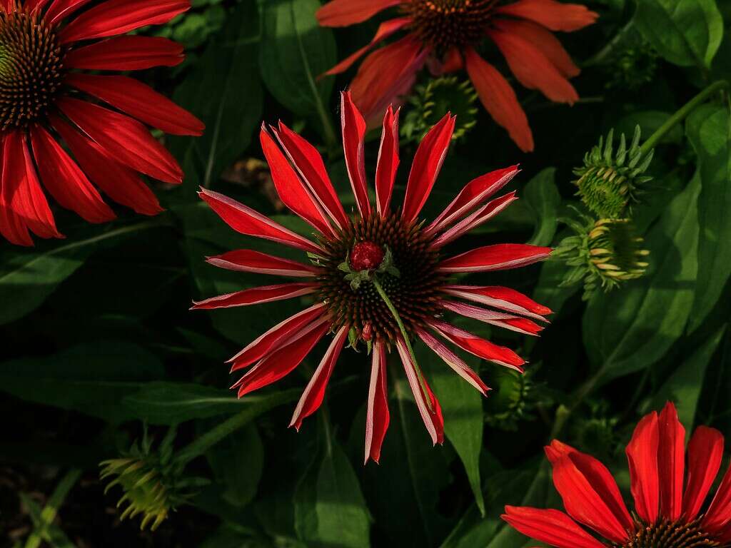 a close up image of a red coneflower