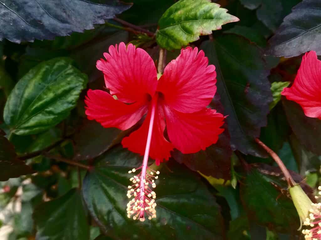 close-up photograph of a vivid red hibiscus flower (Hibiscus rosa-sinensis) in full bloom.