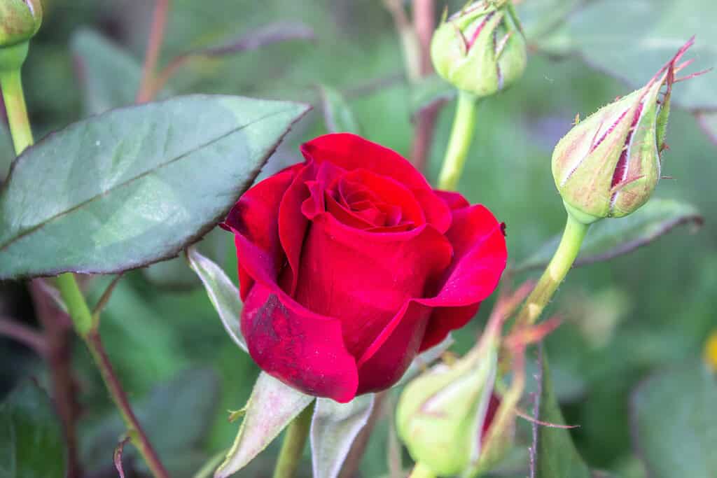 macro photograph of a single deep red rose (Rosa hybrida) in mid-bloom, surrounded by partially opened rosebuds