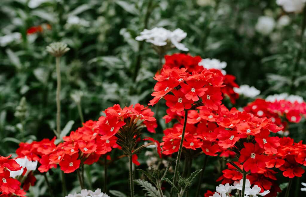 blooming red verbena flowers (Verbena × hybrida) growing in lush garden clusters