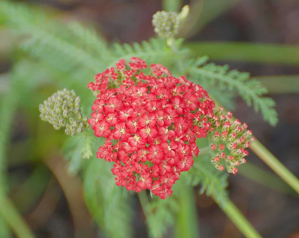 a blooming cluster of red Achillea millefolium (commonly known as red yarrow) in a lush garden environment.