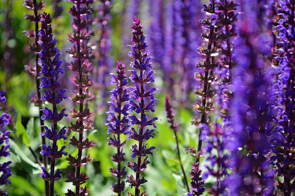 a vibrant garden filled with blooming purple Salvia (also known as ornamental sage) flowers