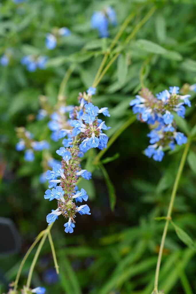 a blooming cluster of Salvia azurea (blue sage) flowers in a lush garden environment
