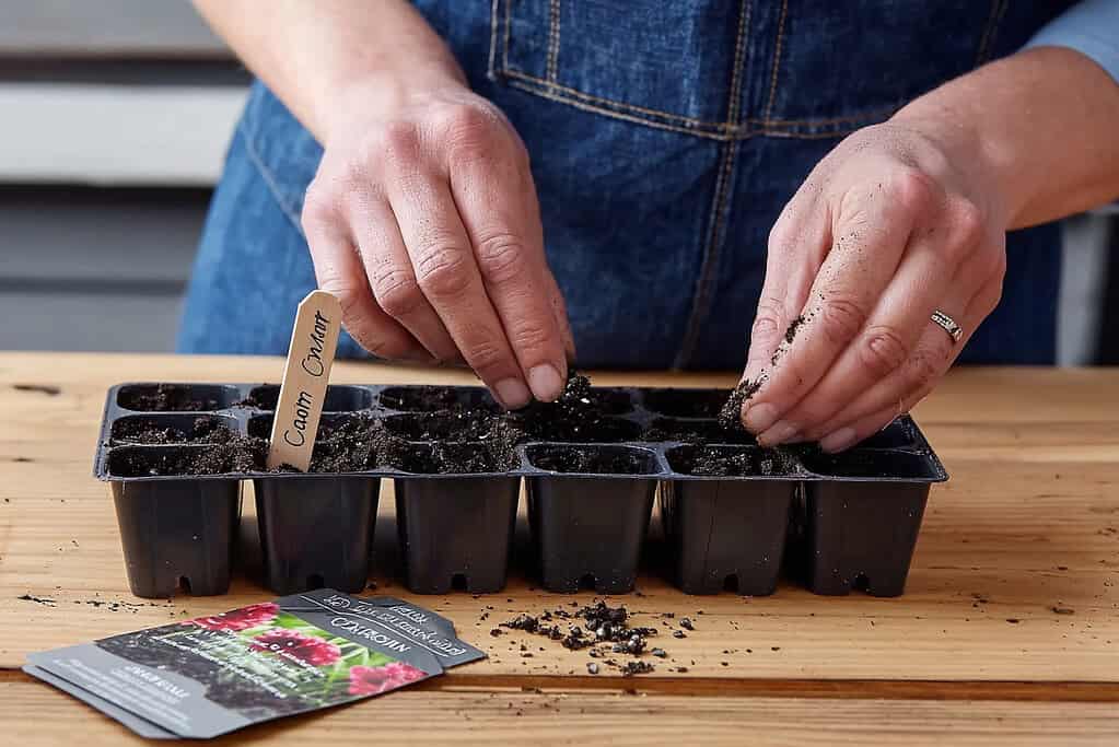 a gardener planting carnation seeds into a black plastic seed starting tray filled with moist, dark potting soil.