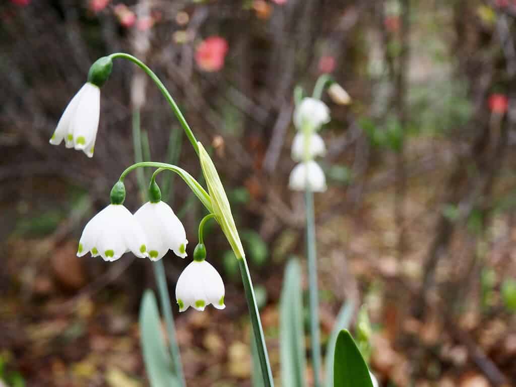 blooming spring snowflake flowers (Leucojum vernum) in a natural woodland setting